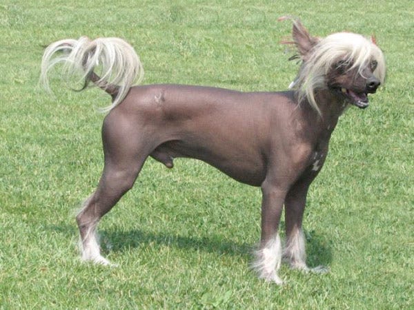 Unusual dog sale breed